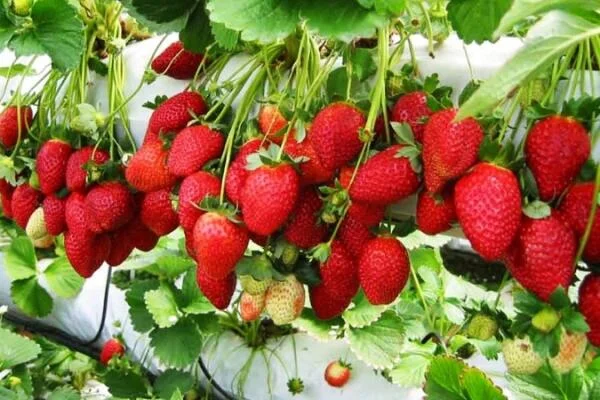 Hái dâu tại vườn Đà Lạt: Địa điểm, thời điểm, chi phí và kinh nghiệm thực tế