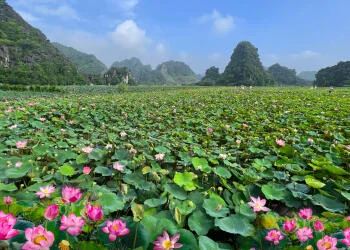Hang Múa mùa sen nở: Lạc bước giữa đầm sen thơ mộng chân núi Múa