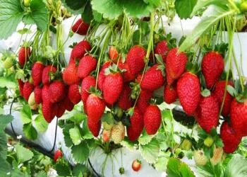 Hái dâu tại vườn Đà Lạt: Địa điểm, thời điểm, chi phí và kinh nghiệm thực tế