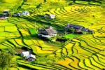 Mùa lúa chín Sapa: Thời gian, địa điểm & kinh nghiệm săn ảnh cực đẹp