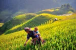Thời điểm du lịch Sapa: Đặc điểm 4 mùa, các mùa hoa & kinh nghiệm lựa chọn