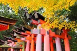 Gợi ý lịch trình khám phá Kyoto “tất tần tật” chỉ trong 1 ngày