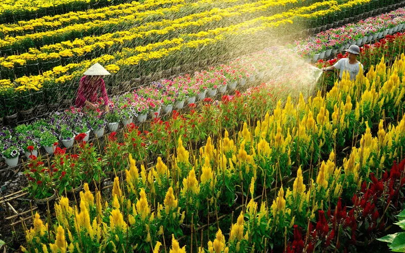 Làng hoa Sa Đéc: Vị trí, điểm thu hút, kinh nghiệm du lịch và chọn tour