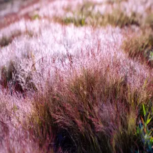 tour-da-lat-thang-10-12-1