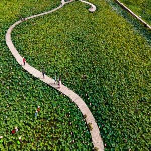 cung-ninh-binh-car-ve-vung-dat-co-do-ngam-mua-sen-thang-6-3-1-1