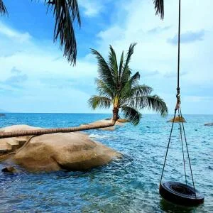bai-cay-dua-nam