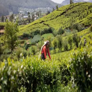 nuwara-eliya-3