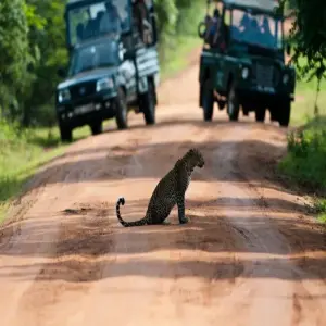 review-safari-vuon-quoc-gia-yala-1