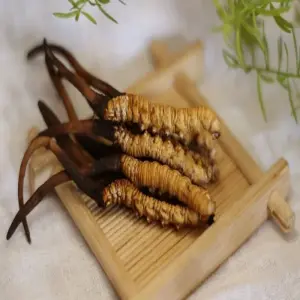 di-cuu-trai-cau-mua-gi-lam-qua-8