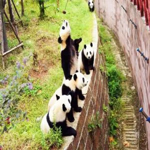 cong-vien-gau-truc-do-giang-yen-4