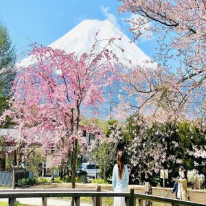 du-lich-nhat-ban-hoa-anh-dao-1