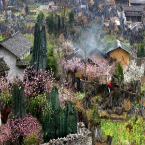 hoa-dao-sa-pa-mua-xuan-2