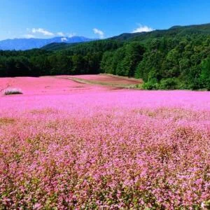 mua-hoa-tam-giac-mach-ha-giang-2-3