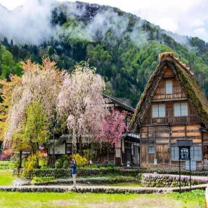 tour-shirakawago-mua-hoa-anh-dao-1