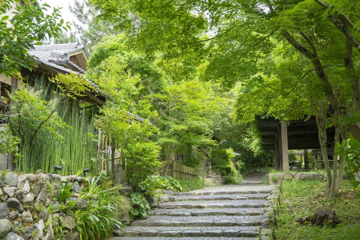 rung-nguyen-sinh-nui-maruyama