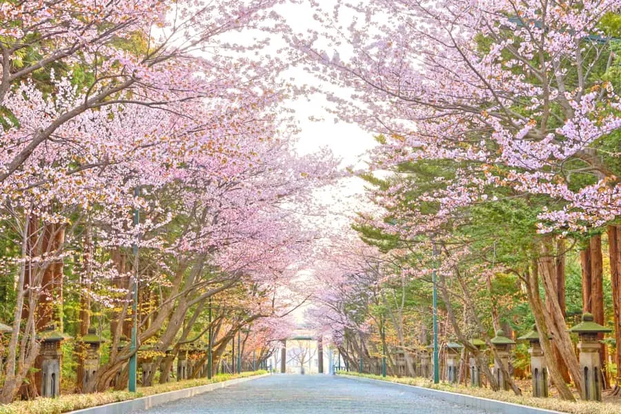 tai-sao-nen-chon-phe-travel-la-don-vi-lu-hanh-uy-tin-dat-tour-kham-pha-hokkaido