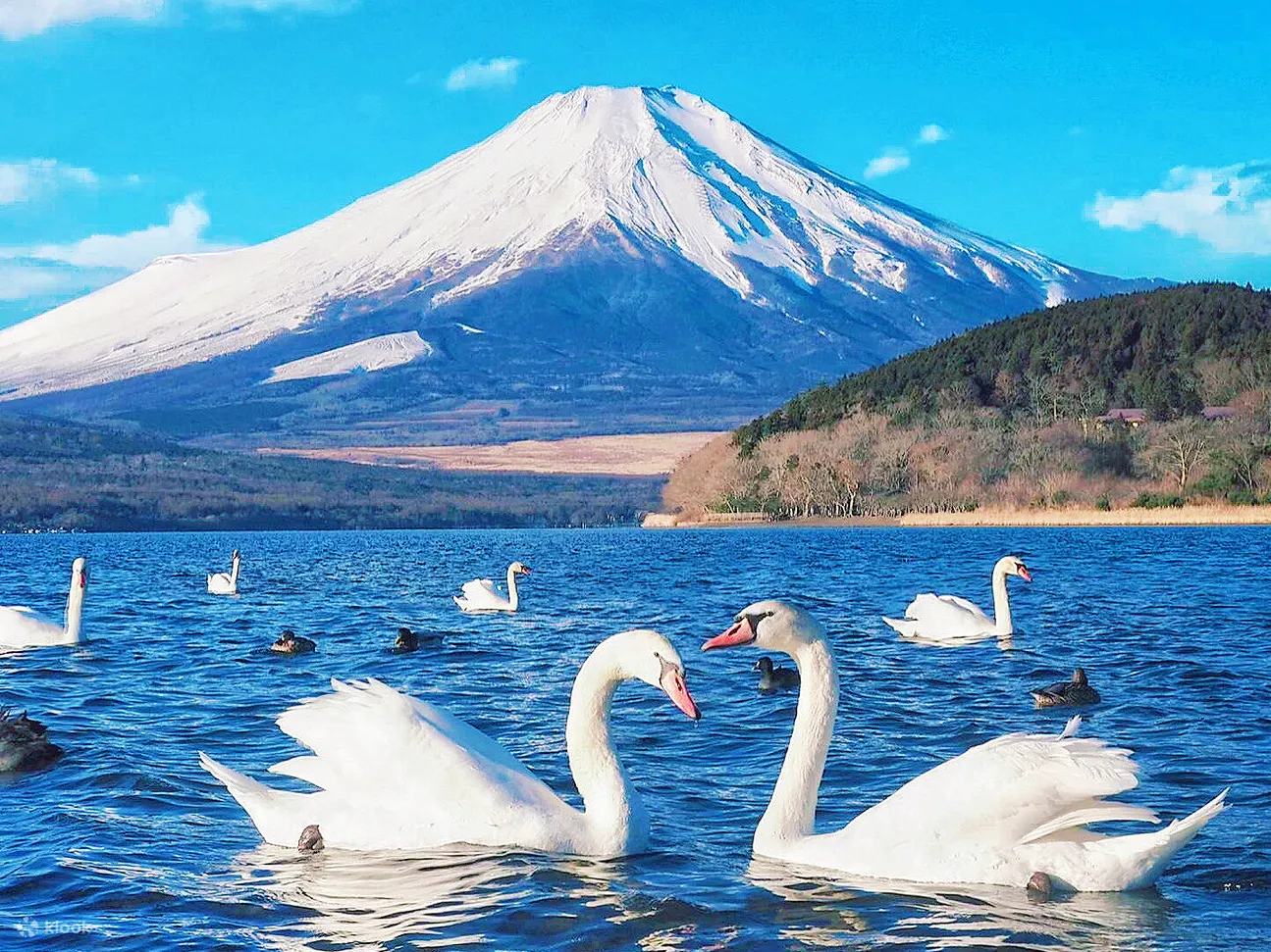 Hồ Kawaguchiko: Vị Trí, Sức Hút, Thời Điểm Lý Tưởng & Kinh Nghiệm Cần Biết