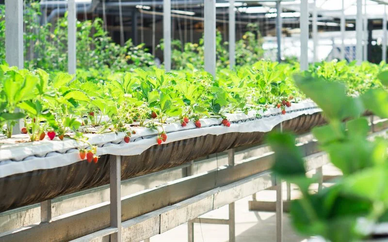 Kinh nghiệm đặt phòng và review trải nghiệm thực tế phòng Executive Suite khách sạn Ladalat Hotel