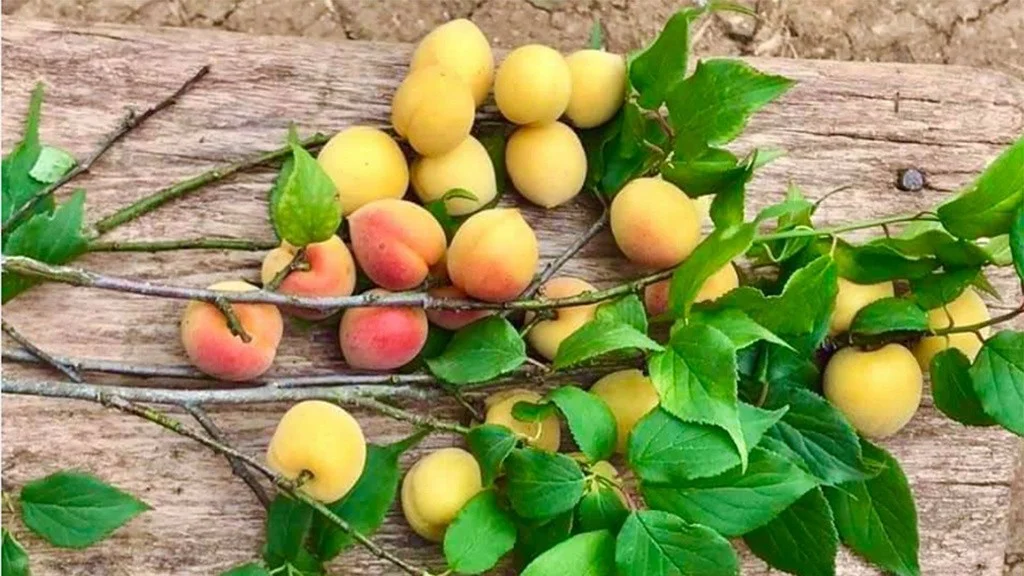 Kinh nghiệm du lịch Chùa Hương: Vị Trí, Sức Hút, Thời Điểm Lý Tưởng, Điểm Tham Quan & Kinh Nghiệm Cần Biết