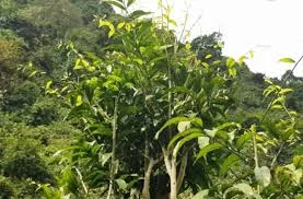 Kinh nghiệm du lịch Chùa Hương: Vị Trí, Sức Hút, Thời Điểm Lý Tưởng, Điểm Tham Quan & Kinh Nghiệm Cần Biết