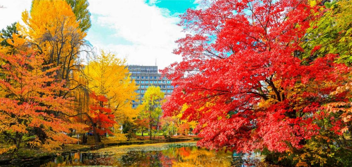 Du Lịch Tokyo: Thời điểm đẹp, Tổng hợp địa danh, Ẩm thực, Mua sắm, Kinh nghiệm và Gợi ý đại lý uy tín