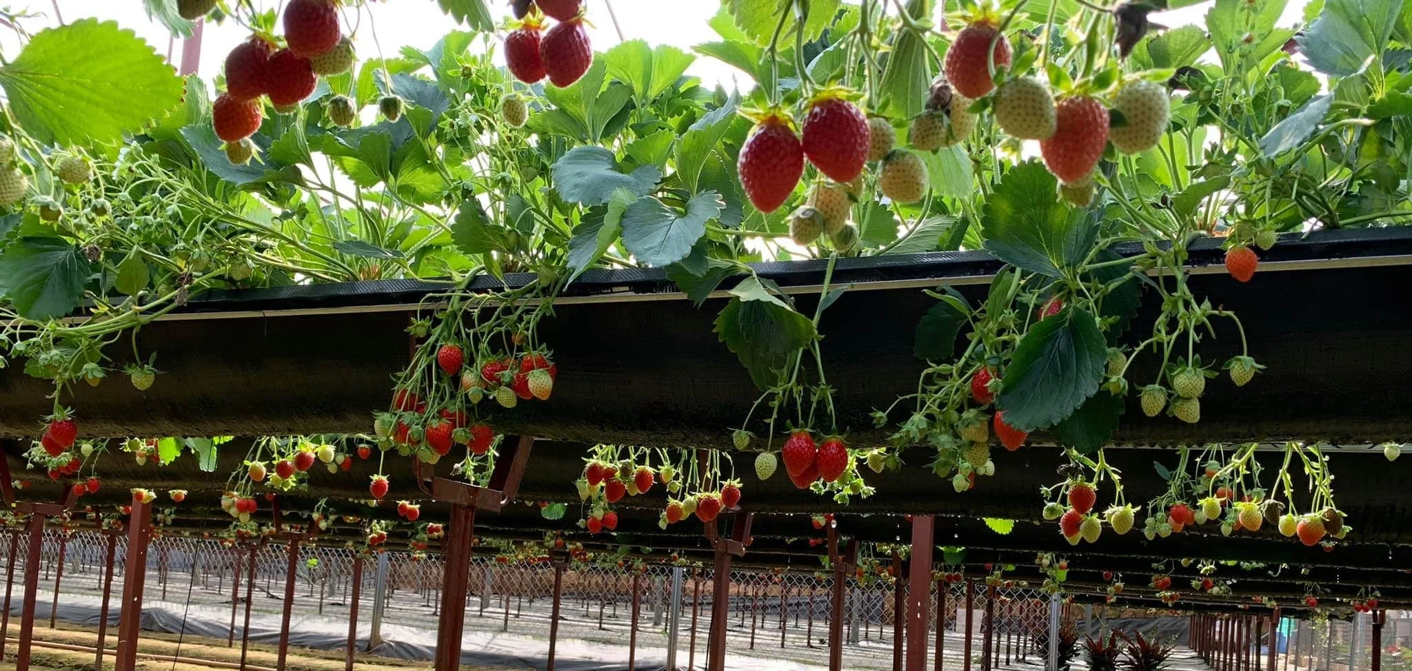 Tour Đà Lạt 5 ngày 4 đêm – Khám phá điểm mới