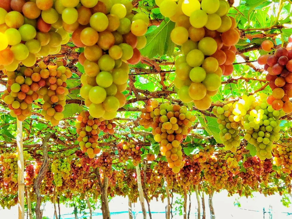 Tour Nha Trang 2 ngày 2 đêm: Lịch trình, điểm nổi bật, giá bán, kinh nghiệm du lịch & đơn vị uy tín giá rẻ