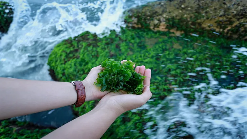 tai-sao-nen-chon-phe-travel-la-don-vi-uy-tin-khi-dat-tour-nha-trang