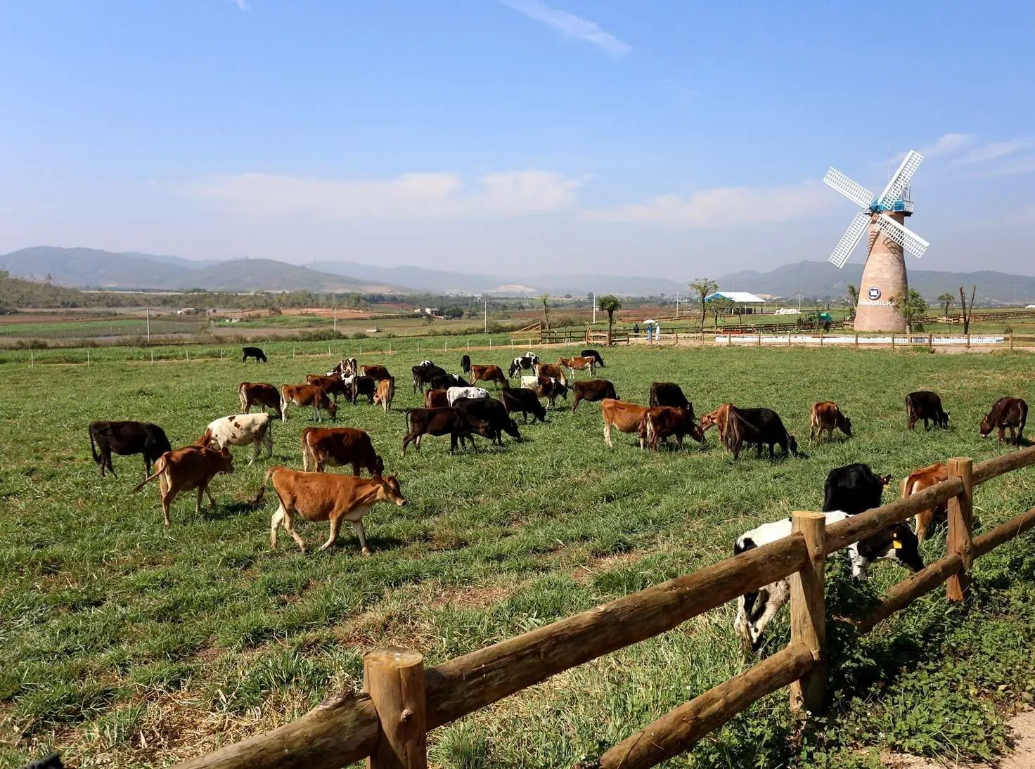 nong-trai-dalat-milk-farm-mang-dang-dap-cua-mot-trang-trai-bo-sua-ha-lan-lang-man-ra-sao