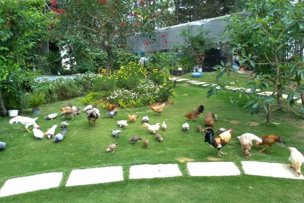 nhung-hoat-dong-trai-nghiem-thuc-te-nao-khong-the-bo-lo-tai-cac-farmstay-da-lat