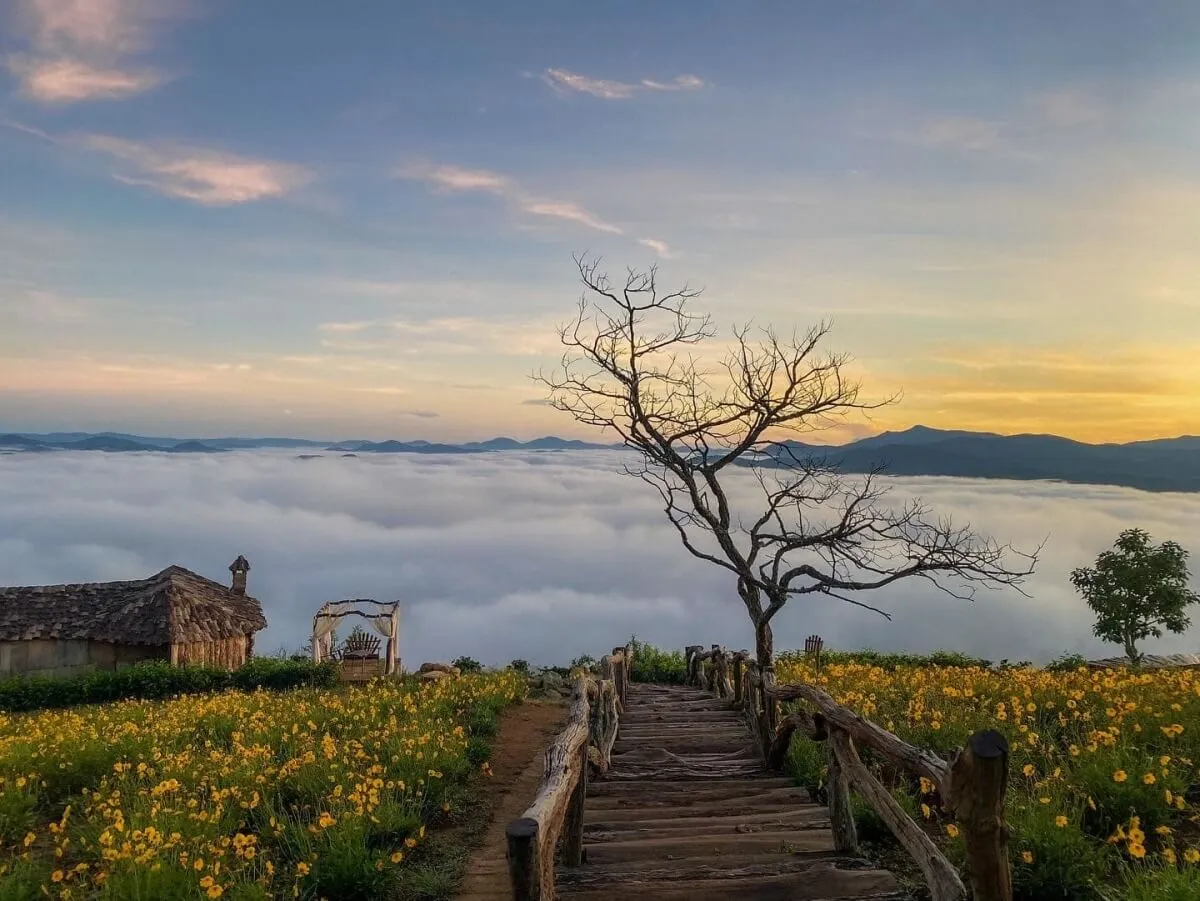 tai-sao-san-may-da-lat-lai-tro-thanh-dac-san-du-lich-khong-the-bo-lo-nam-2026