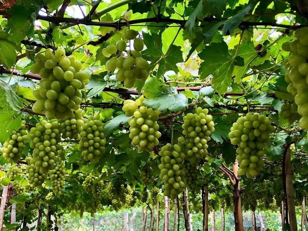 Kinh nghiệm tham quan vườn nho Vĩnh Hy từ A-Z chi tiết nhất 2026
