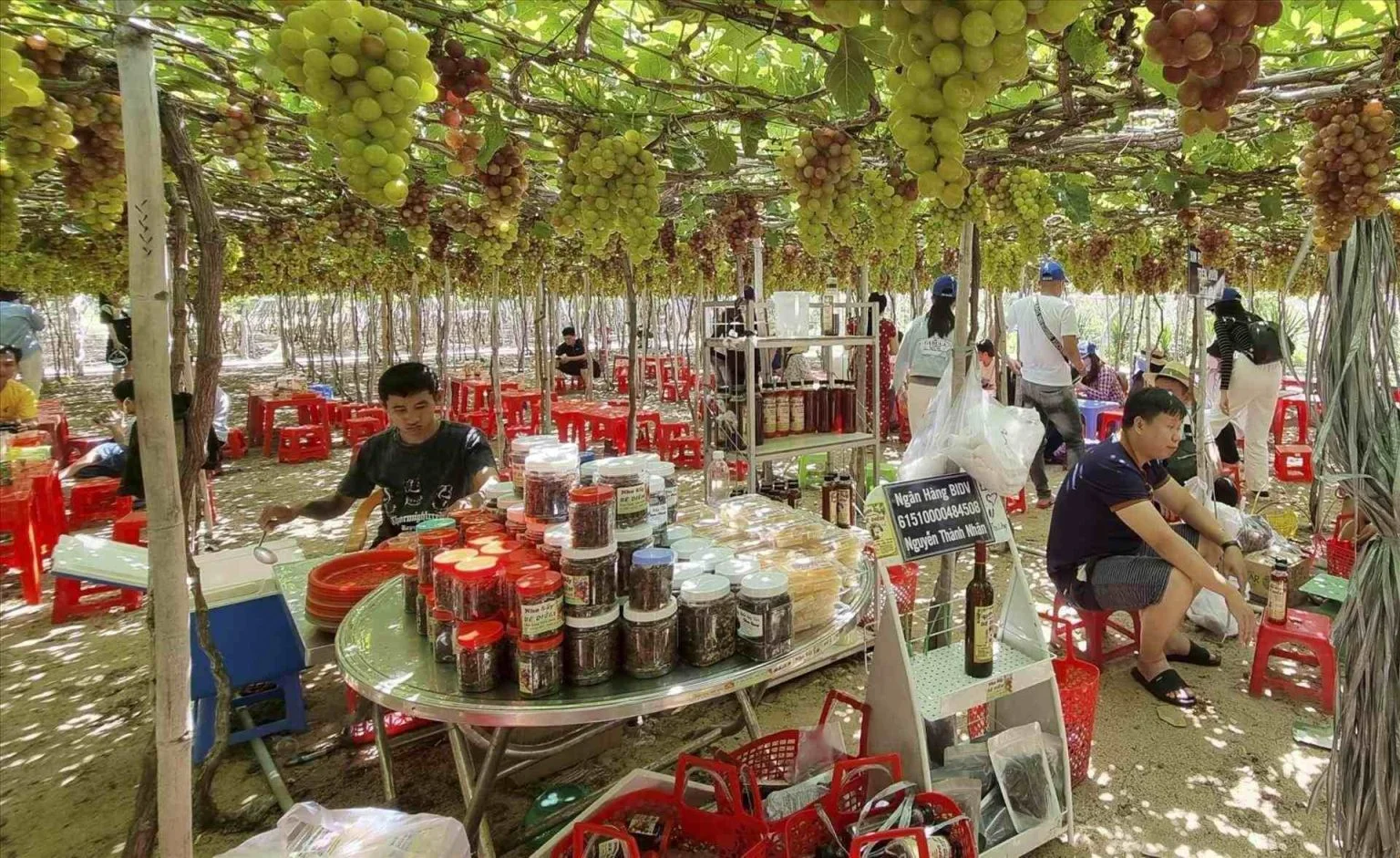 Kinh nghiệm tham quan vườn nho Vĩnh Hy từ A-Z chi tiết nhất 2026