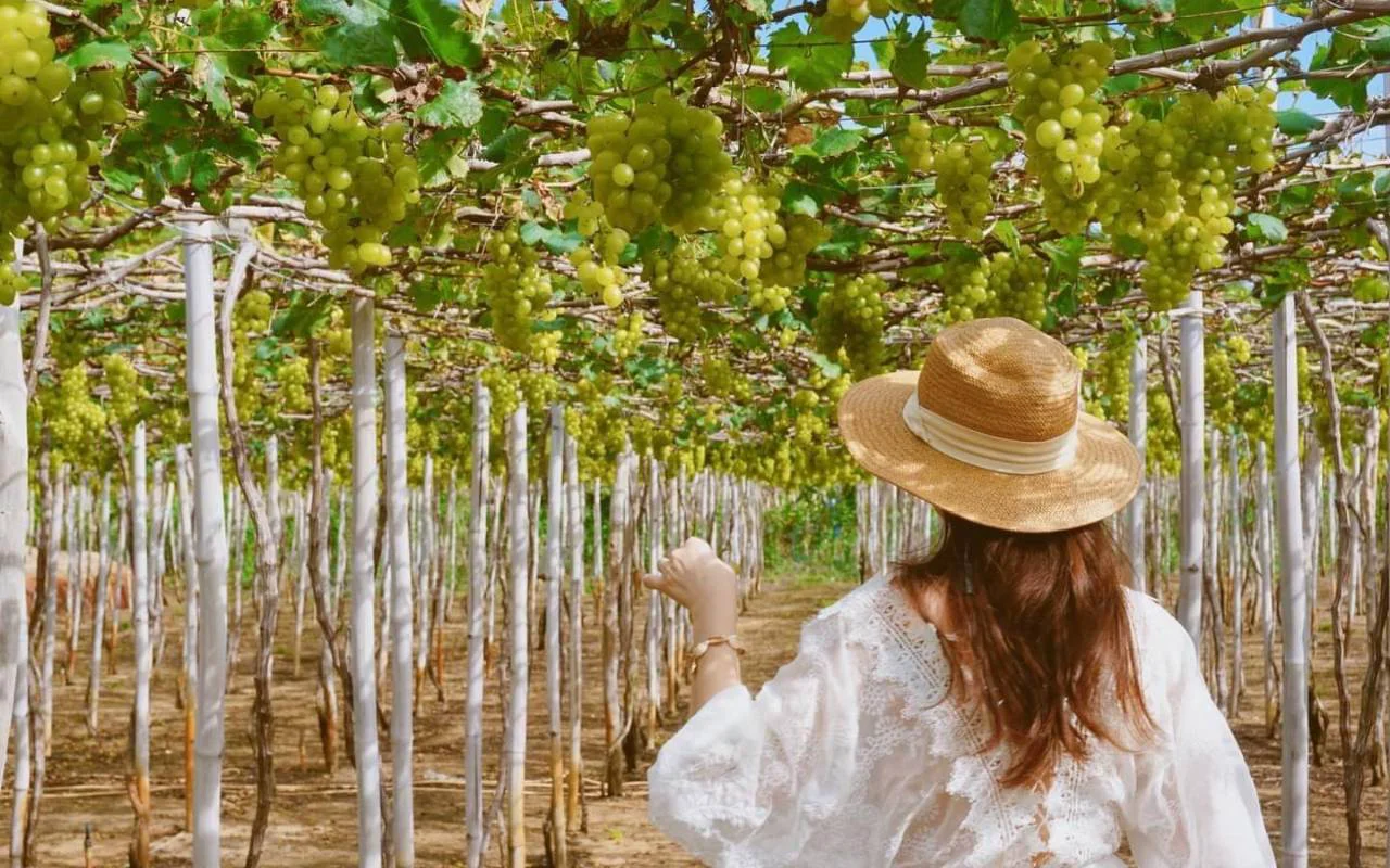 Kinh nghiệm tham quan vườn nho Vĩnh Hy từ A-Z chi tiết nhất 2026