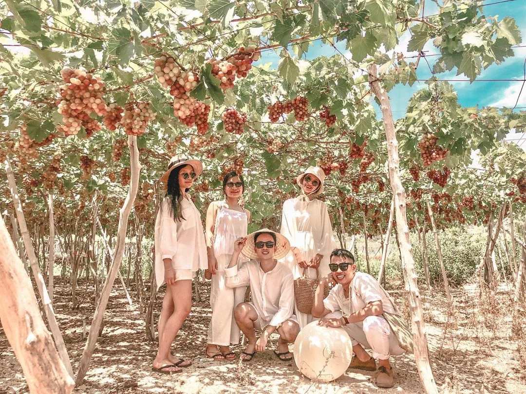 Kinh nghiệm tham quan vườn nho Vĩnh Hy từ A-Z chi tiết nhất 2026