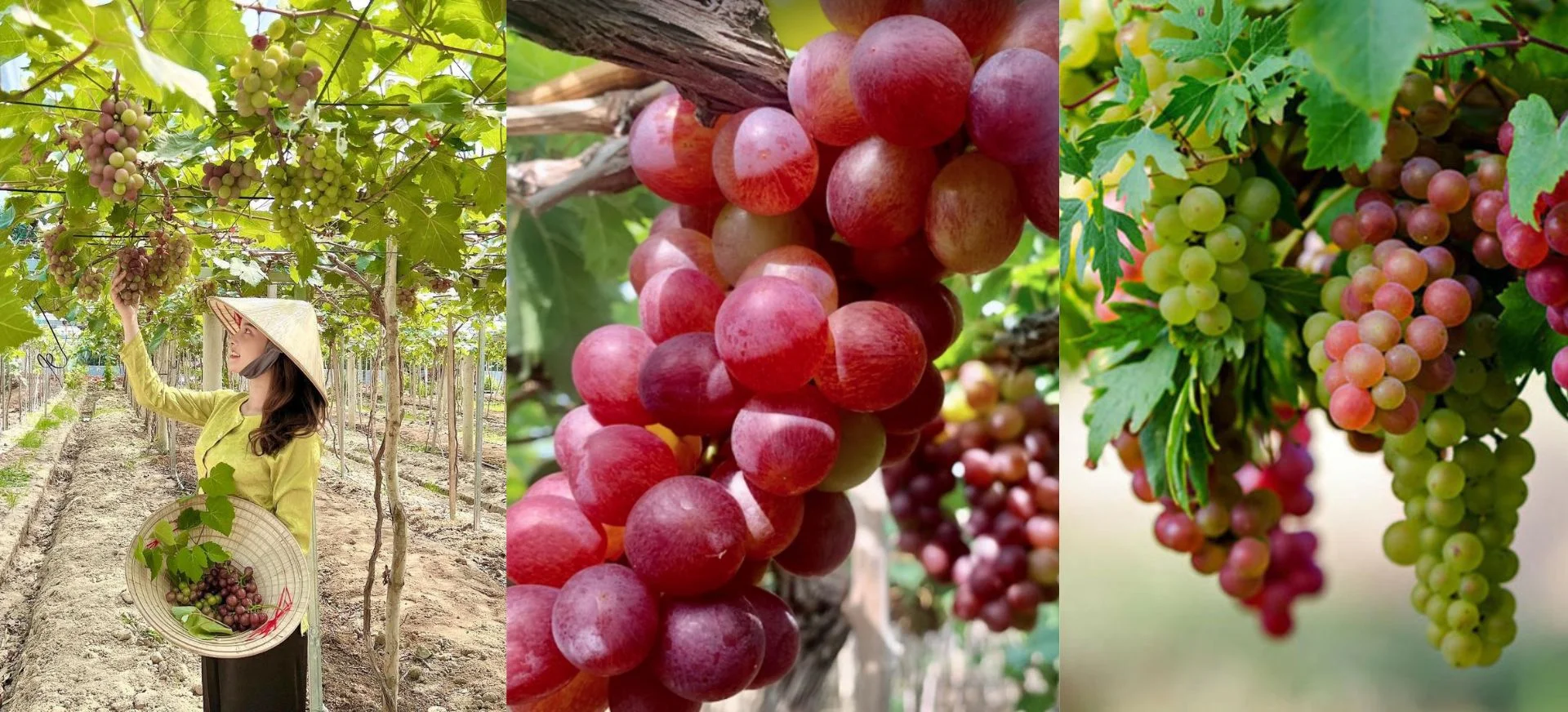 Kinh nghiệm tham quan vườn nho Vĩnh Hy từ A-Z chi tiết nhất 2026