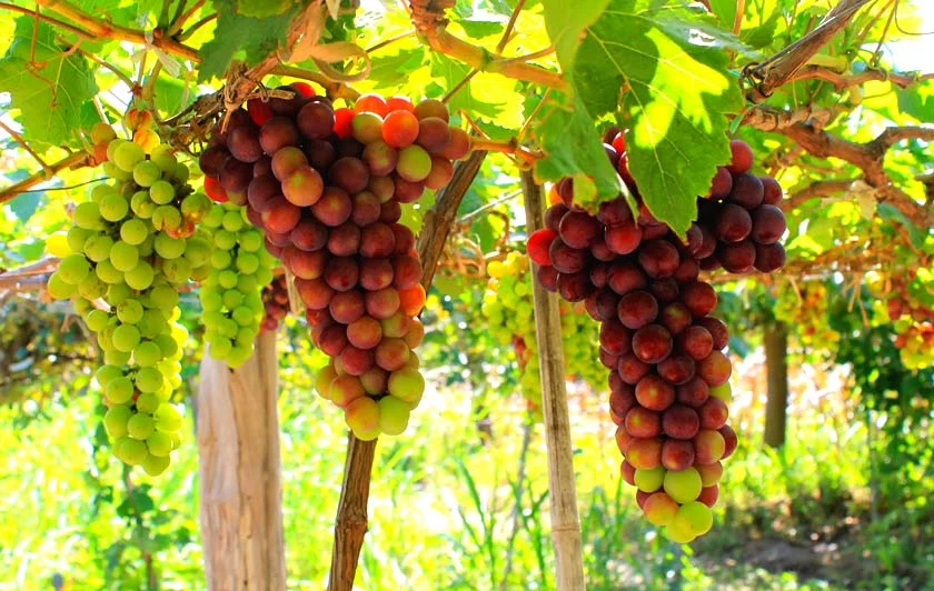 Kinh nghiệm tham quan vườn nho Vĩnh Hy từ A-Z chi tiết nhất 2026