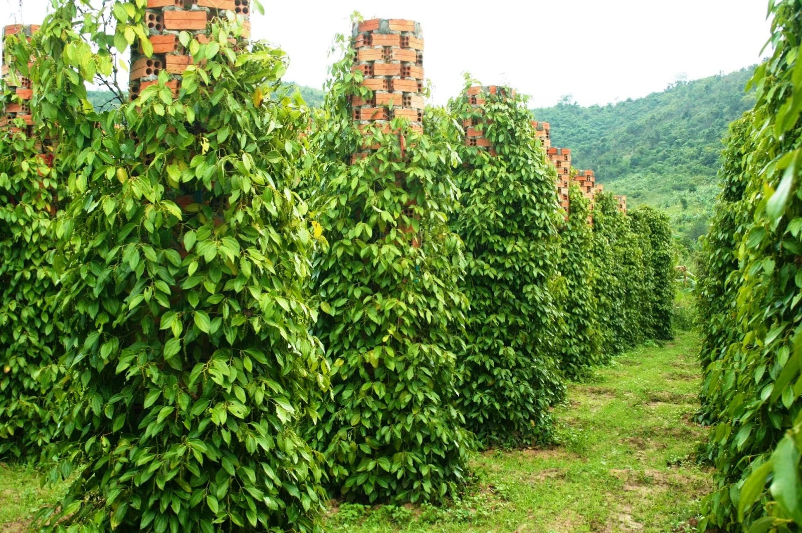 Du lịch Phú Quốc 3 ngày 2 đêm: Lịch trình, điểm nổi bật, giá bán, kinh nghiệm du lịch & đơn vị uy tín