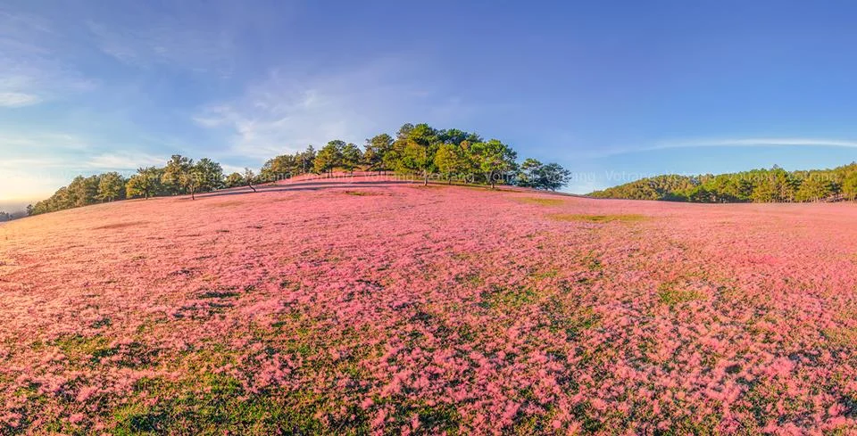 doi-co-hong-da-lat-1