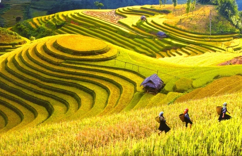kinh-nghiem-di-sapa-mua-lua-chin-3