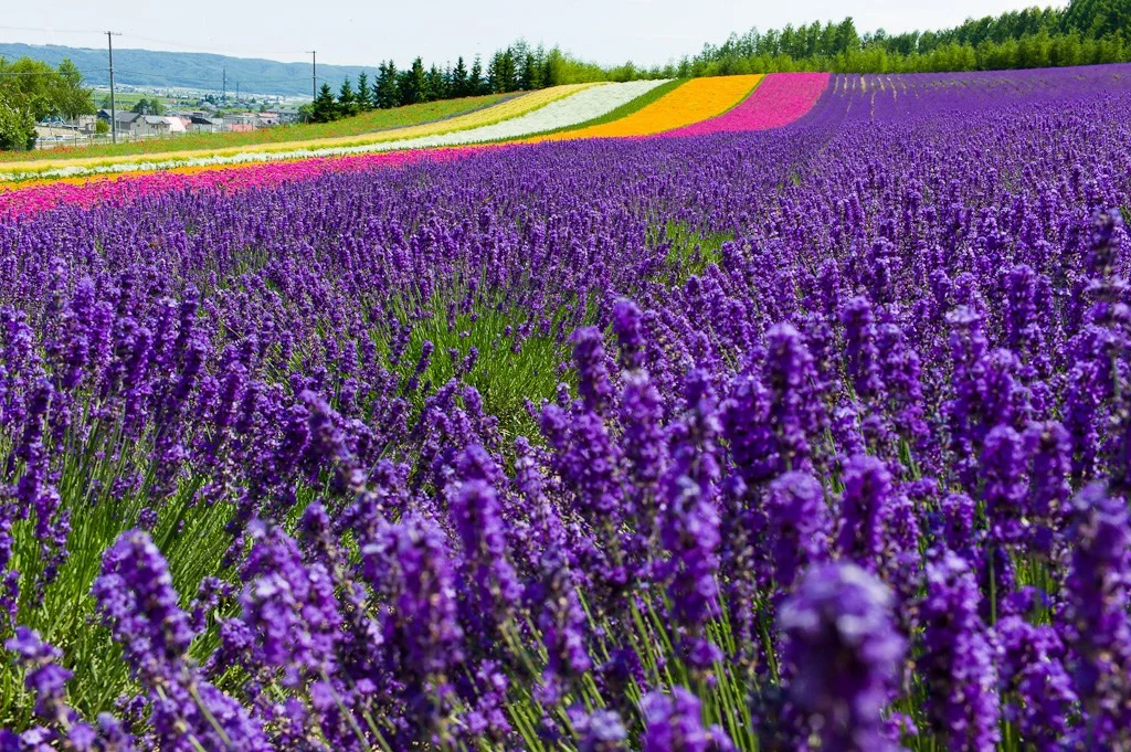 san-tim-sac-tim-lavender-khoang-dat-vao-thang-7