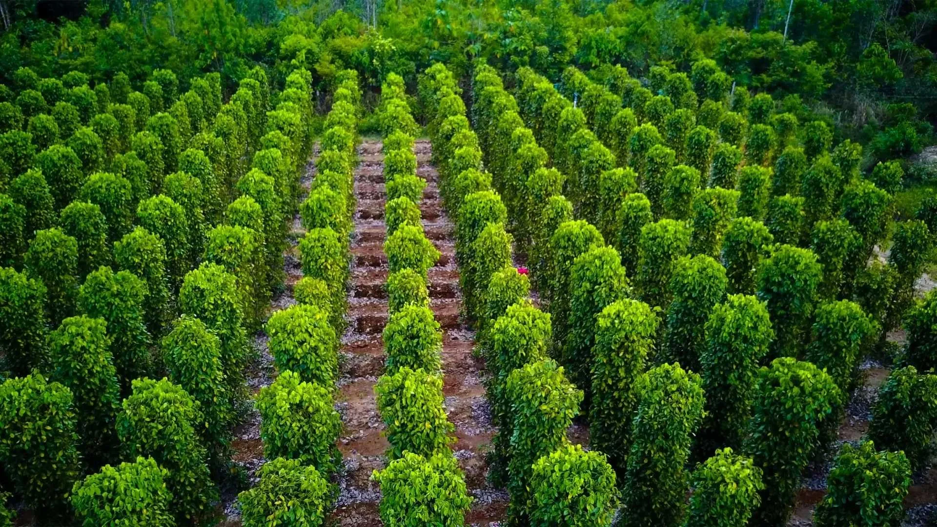 LzmCCdos-vuon-tieu-phu-quoc-1