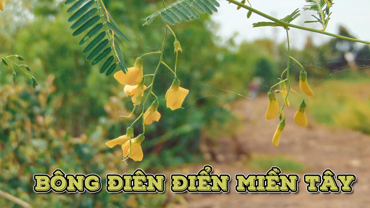 bong-dien-dien-mien-tay-mua-nuoc-noi