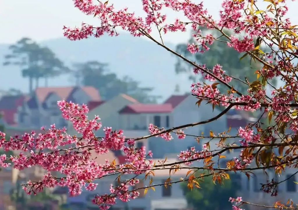 thuong-lam-dai-lua-sac-hong-mua-hoa-mai-anh-dao-no-ro