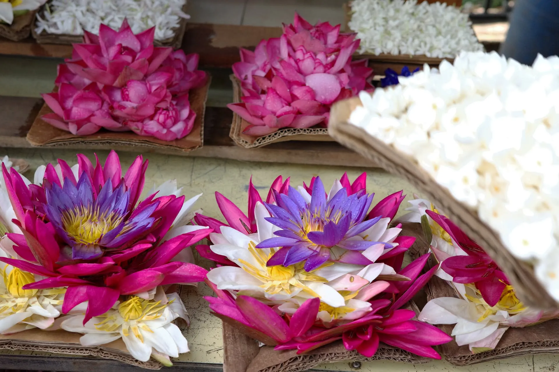 co-do-kandy-sri-lanka-3