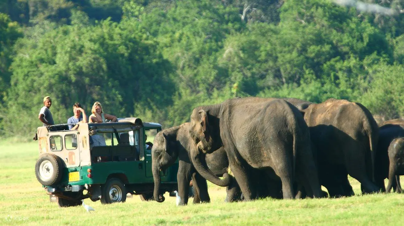 negombo-trai-bao-ton-voi-pinnawala-co-do-kandy-an-sang-trua-toi
