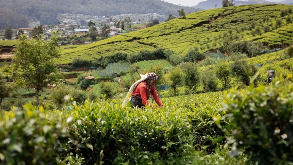 nuwara-eliya (3)