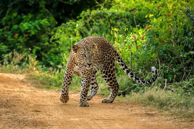 review-safari-vuon-quoc-gia-yala-2