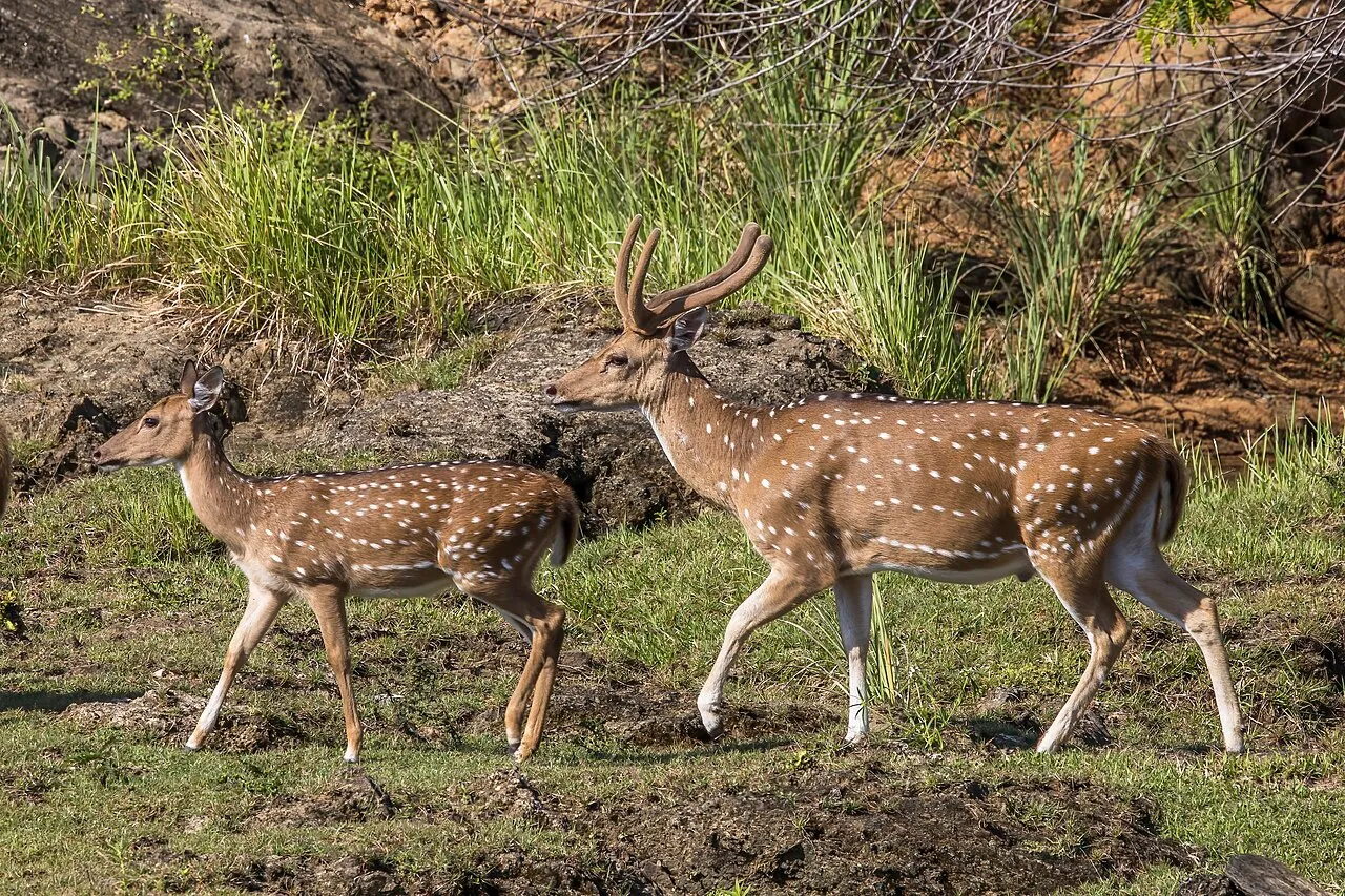 review-safari-vuon-quoc-gia-yala-3