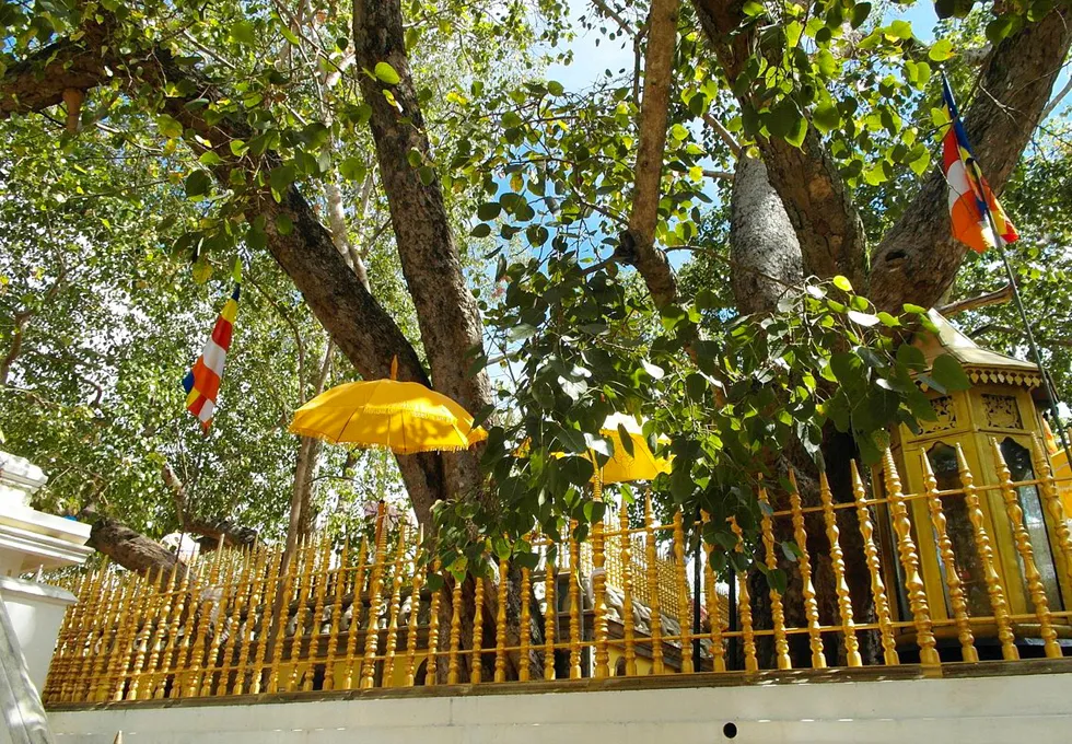 cay-bo-de-jaya-sri-maha-bodhi-tai-anuradhapura